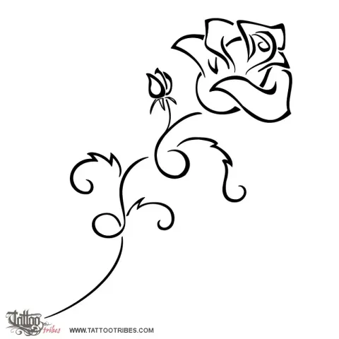 Blooming rose
