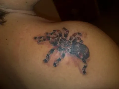 Angelo - tarantula