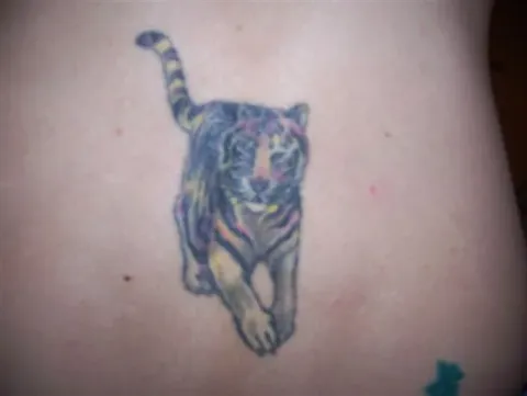 Jenna - tiger