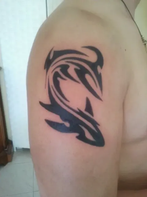 Lory - Shark