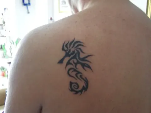 Marco - Seahorse