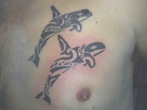 Paul - Killer whales