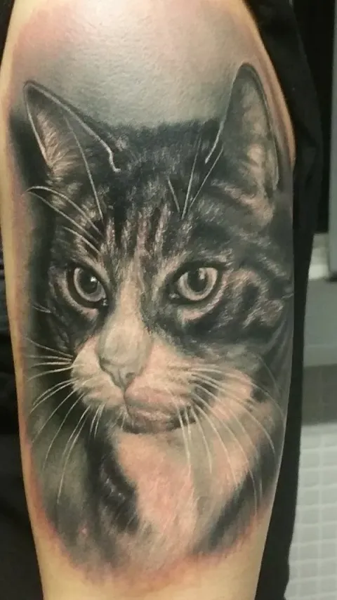 Sonja - Cat