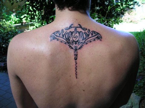 Paolo - Tangata manta: real inked placement tattoo photo thumbnail